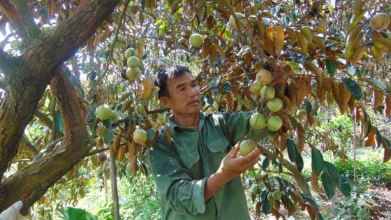 Bắc Giang: Nông dân Tân Yên 'đổi đời' nhờ trồng loại quả to, tròn, bóng bẩy cho thu 300 triệu đồng/ha