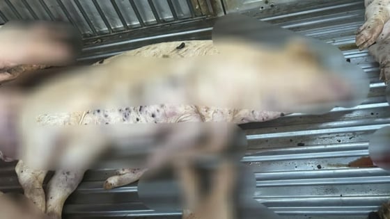 Vụ phát hiện lợn chết không rõ nguồn gốc tại lò mổ ở Quảng Trị: Lời khai của chủ hàng