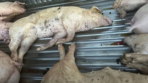 Sau vụ 'tố' C.P. Việt Nam bán thịt lợn bệnh, bắt xe chở lợn bệnh đi tiêu thụ ở Hà Tĩnh, Quảng Trị, Bộ NN&MT đề nghị các địa phương kịp thời chấn chỉnh