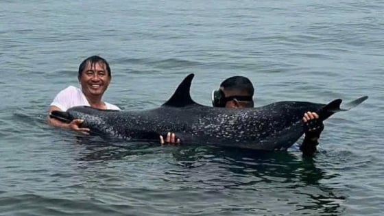 Phát hiện con cá heo nặng 200kg mắc cạn ở cảng Tiên Sa, đang kiệt sức, bộ đội biên phòng giải cứu, đưa trở về biển