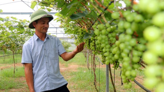 Trồng giống nho có cái tên như một loài hoa, anh nông dân Hà Tĩnh bắt đất cằn nhả tiền tỷ