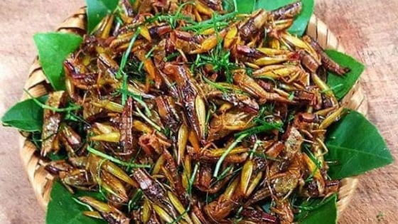 Vụ hàng vạn con động vật có cánh 'tấn công' rừng luồng ở Quảng Bình, người dân bắt làm món ăn, ngành chức năng khuyến cáo gì?