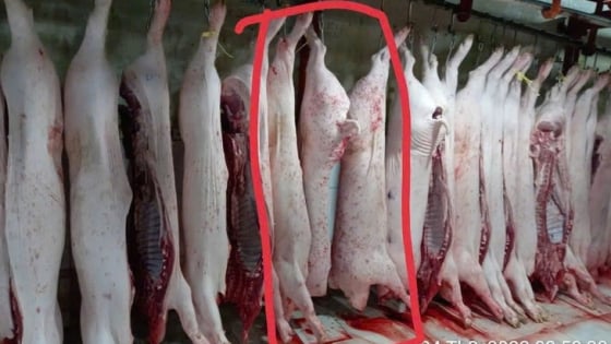 Bộ Công an vào cuộc xác minh vụ Công ty C.P. bị tố bán heo bệnh