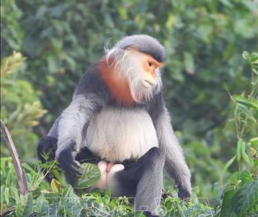 Vô khu rừng này của một xã ở Phú Yên, thấy con động vật hoang dã ngồi thu lu trên cây cao