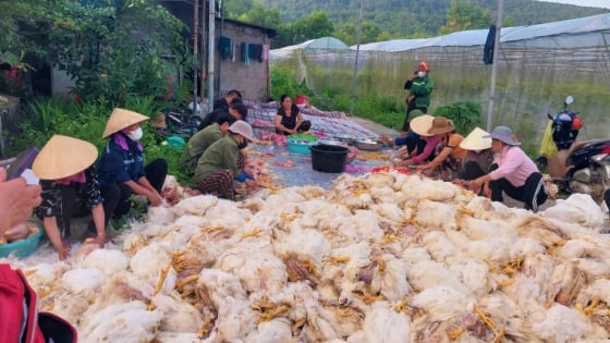 Hơn 100 hội viên nông dân ở Nghệ An thức trắng đêm giúp chủ trang trại giải cứu hơn 10.000 con gà chết ngạt do chập điện