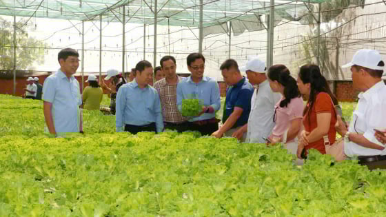 Hội Nông dân Quảng Ninh đến thăm vườn rau thủy canh đẹp bậc nhất TP.HCM