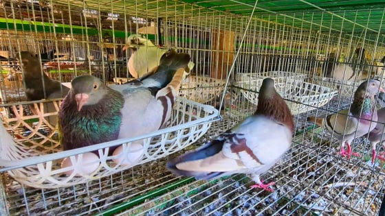 Dân nơi này ở Nghệ An nuôi thứ chim bé như nắm tay, giàu hẳn lên