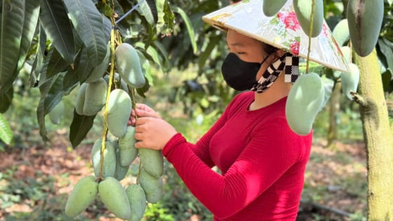 Trong 5 năm, tỉnh An Giang đã chuyển đổi 23.224ha đất lúa kém hiệu quả sang trồng rau, màu và cây ăn trái