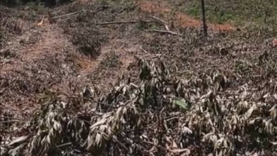 Gần 1,3ha rừng phòng hộ ở Bình Định bị 'cạo trắng', Chủ tịch UBND huyện Phù Mỹ chỉ đạo làm rõ trách nhiệm 