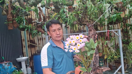 Trai Hải Phòng bỏ công nhân về làm nông dân công nghệ cao, trồng lan rừng quý, cả lạng phục lăn