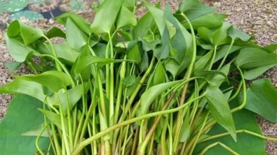 Chỉ có ở Việt Nam, loài rau trước chỉ là cỏ dại, chả ai thèm ngó ngàng nay lại thành hàng đặc sản 