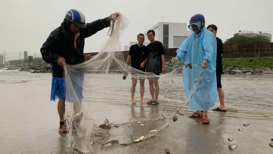 Hết mưa sau bão số 1, người dân Đà Nẵng ra cửa biển kéo cá thu tiền triệu