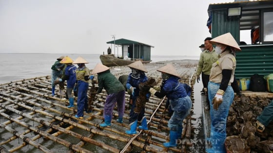 Sở Nông nghiệp và Môi trường Quảng Ninh: Tinh gọn bộ máy, tháo gỡ nhiều “nút thắt” cấp phép hoạt động nuôi trồng thủy, hải sản