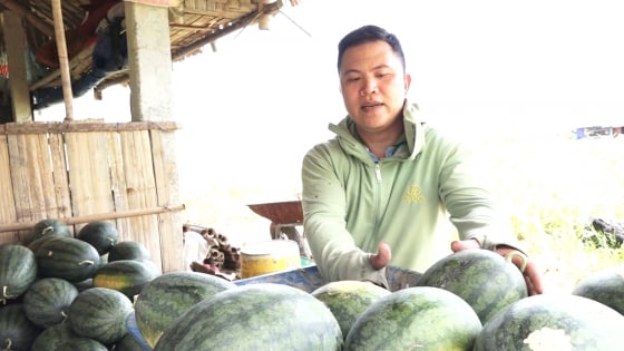 Ở xã có vùng đất lấn hồ ở Yên Bái, dân ra trồng thứ cây gì 'nhanh đẻ quả, mau nhả tiền'?