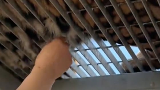 Khách tham quan giật cả nhúm lông hổ 'lấy may' gây phẫn nộ 