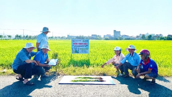 Mô hình nhận phân bón trước trả tiền sau giúp nông dân Phú Yên trồng lúa đạt lợi nhuận cao