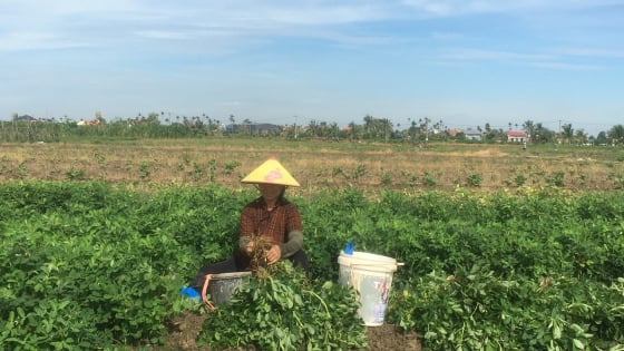 Ở Hải Phòng trồng cây tốt um ra quả gọi là củ, cứ mỗi sào nông dân lãi từ 4 – 4,5 triệu