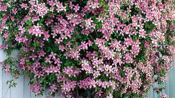 Đừng trồng hoa giấy, cây cảnh siêu hoa, phấn hồng lãng mạn, thơm mùi vani này mới là chân ái