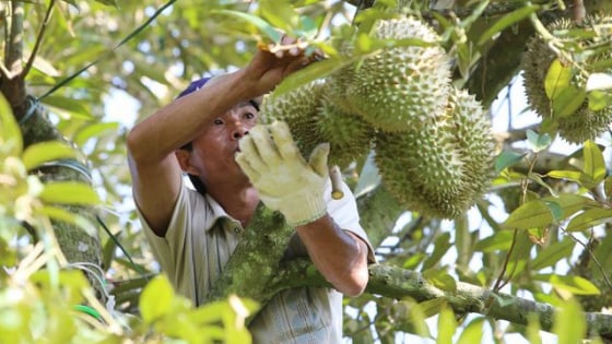 Giám đốc Học viện Nông nghiệp Việt Nam hiến kế nâng tầm nông sản Việt từ câu chuyện quả sầu riêng