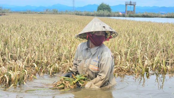 Lúa ngâm nước lên mầm, người dân vùng lũ Quảng Bình vớt vát những gì còn sót lại sau đợt mưa lớn bất thường