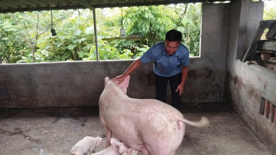 Một anh nông dân Quảng Ninh nuôi lợn nái sinh sản mát tay, cả làng học theo