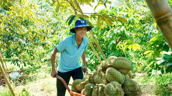 Hội viên nông dân lo lắng trước xu hướng tăng nhập khẩu hàng nông sản từ Mỹ, Bộ Nông nghiệp và Môi trường đưa ra 2 giải pháp chính