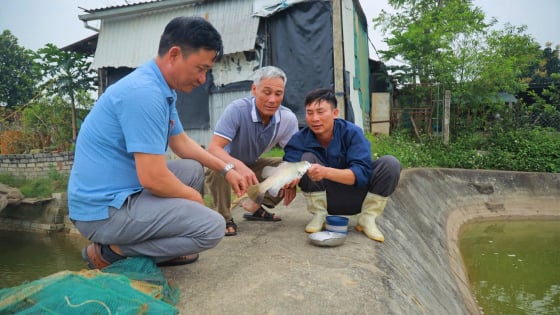 Nuôi loài cá săn mồi ở Nghệ An, con nào cũng to bự, bán giá tốt, có từng nào thương lái cân hết