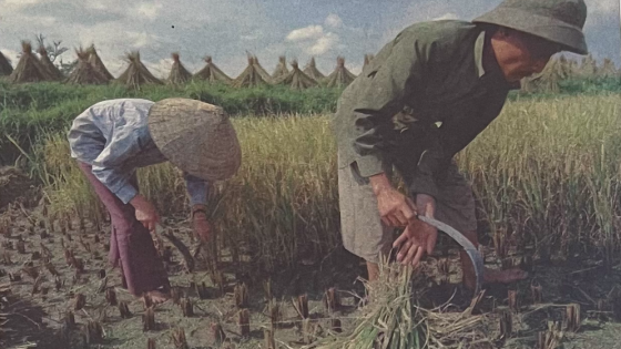 'Một hạt thóc, 40 khoản đóng góp' (Bài 8) - Nguyên Thứ trưởng Bộ Thông tin và Truyền thông chia sẻ