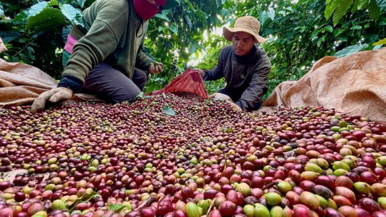 Thời khắc sáp nhập tỉnh Bình Định đang đến gần, Gia Lai có loại cà phê gì đang đứng vững ở phân khúc thị trường cao cấp?
