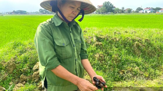 Con vật quái ác chỉ thích ăn lúa non, nông dân Hà Tĩnh dùng đủ cách diệt trừ mà vẫn không xuể 