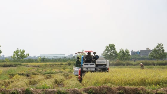 Nông nghiệp hiện đại tiếp sức xây dựng nông thôn mới Thái Bình