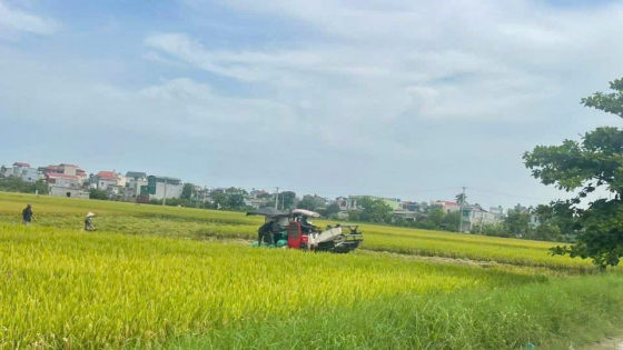 Từ đất bỏ hoang đến cánh đồng liên kết kiểu mẫu tại Thái Bình