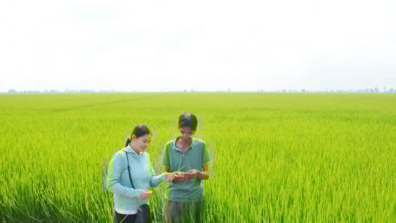 Ngay sát giờ sáp nhập với tỉnh An Giang, ngành nông nghiệp tỉnh Kiên Giang khuyến cáo người dân không nên làm việc này để tránh thiệt hại