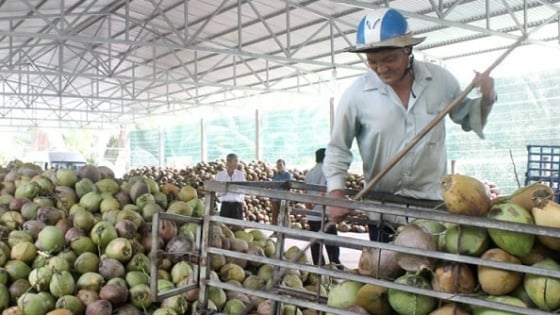 Mỗi chục dừa giá 250.000 đồng, nông dân lãi to nhưng nhiều nhà máy ở miền Tây phải đóng cửa vì thiếu hàng đạt chuẩn