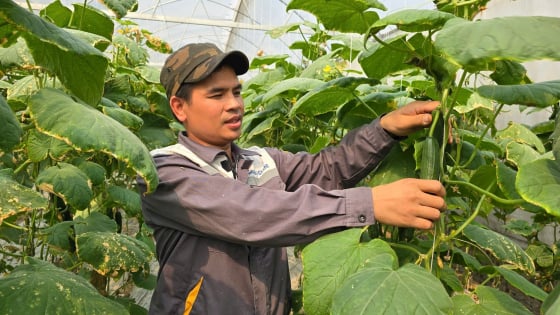 Tín dụng chính sách Ngân hàng CSXH tiếp sức nông dân Hải Dương làm giàu