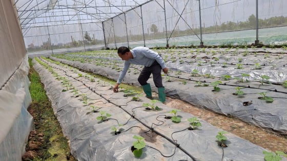 Nông dân tỉnh Hải Dương đang tích cực trồng rau màu vụ hè thu 2025
