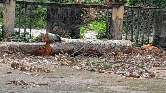 Chuyện hài ở Bình Định: Phải chặt một số cây xà cừ ở trụ sở xã bán lấy tiền tặng quà cán bộ nghỉ hưu khi sáp nhập