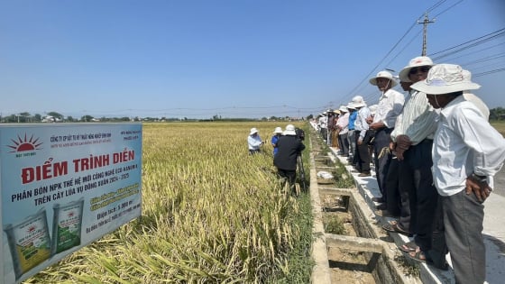 Áp dụng phân bón công nghệ mới, HTX trồng lúa ở Bình Định đạt năng suất hơn 10 tấn/ha