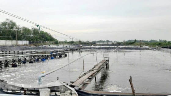Cận ngày sáp nhập tỉnh Vĩnh Long, Trà Vinh, Bến Tre vượt mục tiêu 4.000ha nuôi tôm công nghệ cao