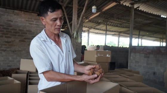 Sau phản ánh của Dân Việt về việc tiểu thương Bắc Giang vất vả hoàn thiện thủ tục thuế, Phó Chủ tịch UBND tỉnh Bắc Giang có chỉ đạo khẩn