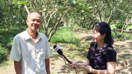 Tỷ phú Vĩnh Long là một chi hội trưởng nông dân chuyển đổi cây trồng hiệu quả, bỏ lúa trồng cây ăn quả