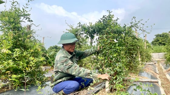 Về với TP.Hải Phòng từ 1/7, hai xã vùng xa của tỉnh Hải Dương một bước lên phường, địa giới hành chính vừa giáp Quảng Ninh, vừa giáp Bắc Ninh