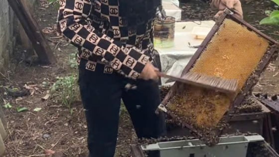 Nuôi con gì chăm chỉ cả ngày, tối nào cũng 'về nhà ngủ', nông dân một xã ở Hải Phòng kiếm tiền rủng rỉnh? 