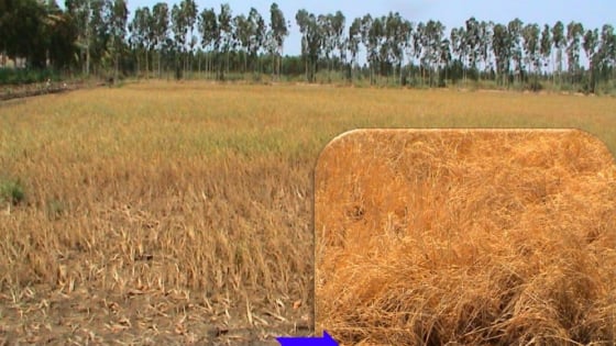 Cải thiện sức khỏe của đất trong điều kiện nắng nóng, hạn mặn và phèn đầu vụ Hè Thu