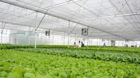 Long An đột phá ứng dụng công nghệ cao phát triển 4 cây, 2 con