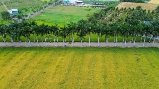 Từ con lộ sình lầy đến con đường hạnh phúc nổi tiếng miền Tây: Sức mạnh của sự đồng lòng (Bài 2)