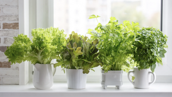 3 loại rau dễ trồng dù bạn chỉ có bệ cửa sổ