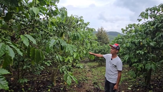 Một nông dân Lâm Đồng phản ánh cà phê rụng quả, lá sau khi bón phân NPK mua từ đại lý