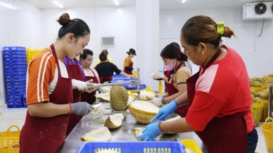 Trung Quốc, Indonesia đạt được một thỏa thuận mới về xuất khẩu sầu riêng, xuất khẩu rau quả của Việt Nam được dự báo ra sao?