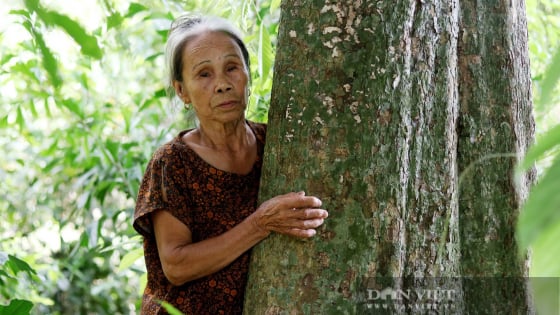 Gần hai thế kỷ, một dòng họ ở Hà Tĩnh lặng lẽ gìn giữ khu vườn trồng toàn cây cổ thụ như một lời thề với tiền nhân